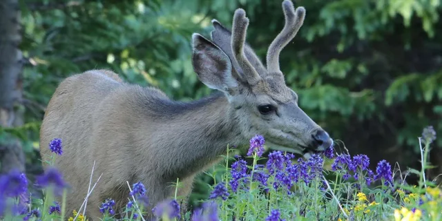 Estes Park Rocky Mountain National Park Tour - Image 5