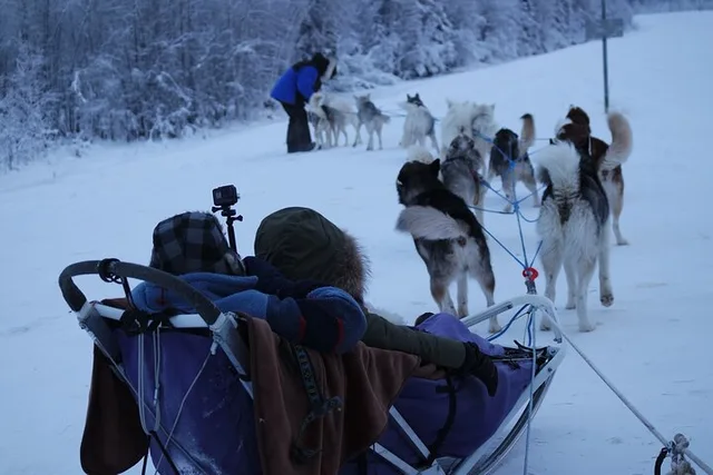Fairbanks Dog Sledding with Free Photo 90 min - Image 6