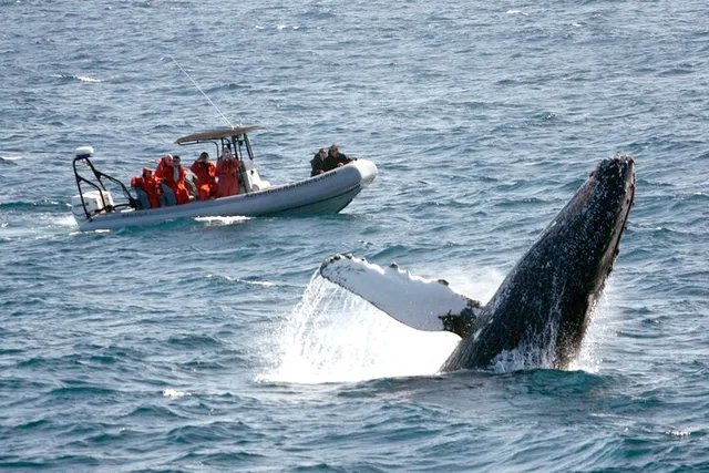 San Diego Whale and Dolphin Watching Experience - Image 2