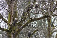 Seattle Bald Eagles Nesting Tour at Skagit River thumbnail 1