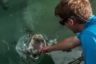 Miami Tarpon Fish Feeding Experience thumbnail 4