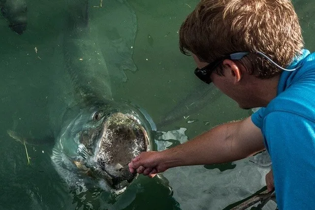 Miami Tarpon Fish Feeding Experience - Image 4