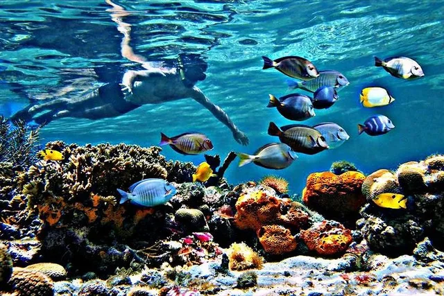 Fort Lauderdale Beach Snorkel & Paddle Adventure - Image 1