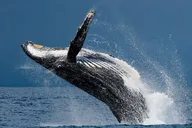 Ketchikan Whale Watching and Wilderness Dining thumbnail 1