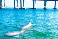 Destin Harbor Boat Ride and Dolphin Watching thumbnail 1