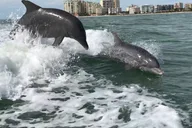 Marco Island Dolphin Tour thumbnail 3