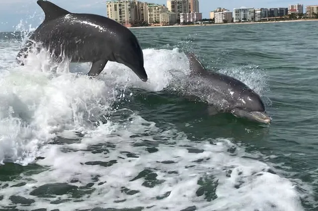 Marco Island Dolphin Tour - Image 3