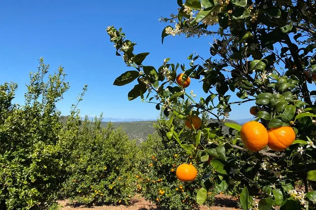 Sunmist Tangerine Farm U-Pick Experience - Image 6