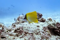 Waikiki SCUBA Diving Charter 3 hr thumbnail 5