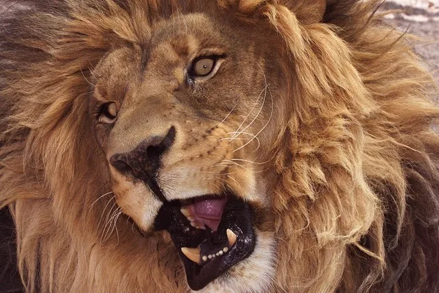 Las Vegas Lion Habitat Ranch Admission - Image 1