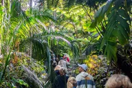 Kona Cloud Forest Sanctuary Jungle Tour thumbnail 5