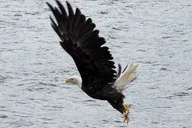 Ketchikan Wildlife and Waterfall Tour 90 min thumbnail 6