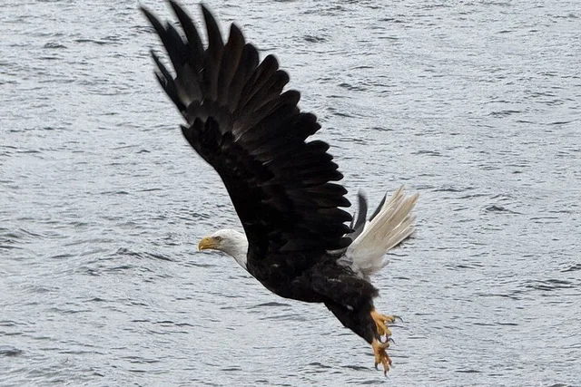 Ketchikan Wildlife and Waterfall Tour 90 min - Image 6