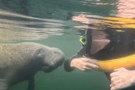 Crystal River Manatee Snorkel Tour thumbnail 3