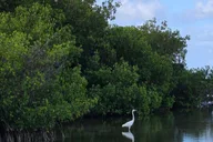 Key West Mangrove Kayak or SUP Eco Tour 2 hr thumbnail 3