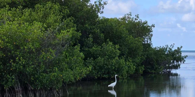 Key West Mangrove Kayak or SUP Eco Tour 2 hr - Image 3