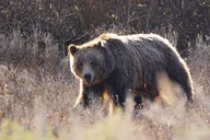 Jackson Wildlife Safari Full Day thumbnail 6