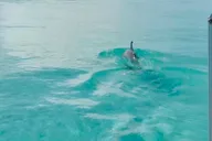 Destin Harbor Boat Ride and Dolphin Watching thumbnail 4