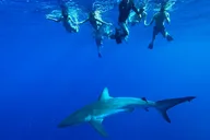 Oahu Cage-Free Shark Swim North Shore 105 Min thumbnail 5