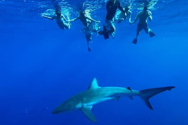 Oahu Cage-Free Shark Swim North Shore 105 Min - Image 5