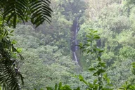 Honolulu Manoa Falls Rainforest Hike thumbnail 3