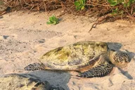 Kona Sea Turtles and Coffee Tour thumbnail 4