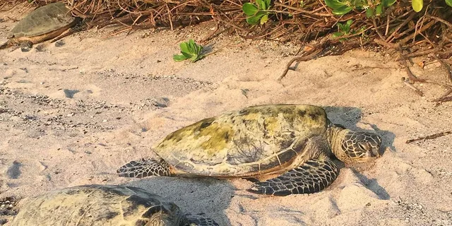Kona Sea Turtles and Coffee Tour - Image 4