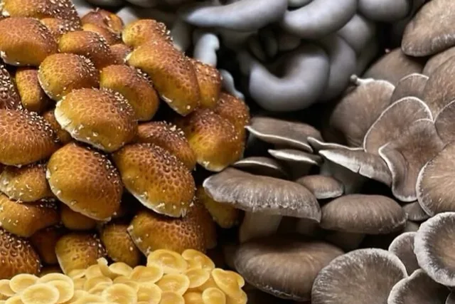 Chicago Indoor Mushroom Farm Experience - Image 3