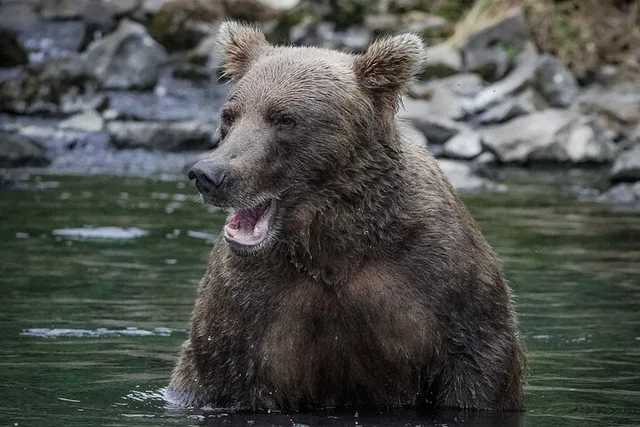 Homer Bear Viewing Floatplane Tour - Image 4