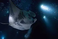 Kailua-Kona Manta Ray Night Snorkeling Adventure thumbnail 1