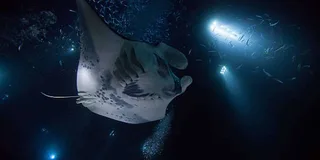 Kailua-Kona Manta Ray Night Snorkeling Adventure