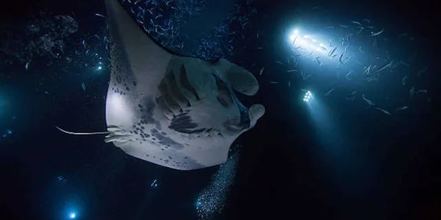 Kailua-Kona Manta Ray Night Snorkeling Adventure - Image 1