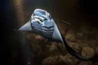 Kailua Kona Manta Ray Night Snorkel thumbnail 2