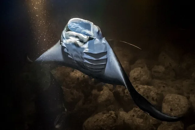 Kailua Kona Manta Ray Night Snorkel - Image 2