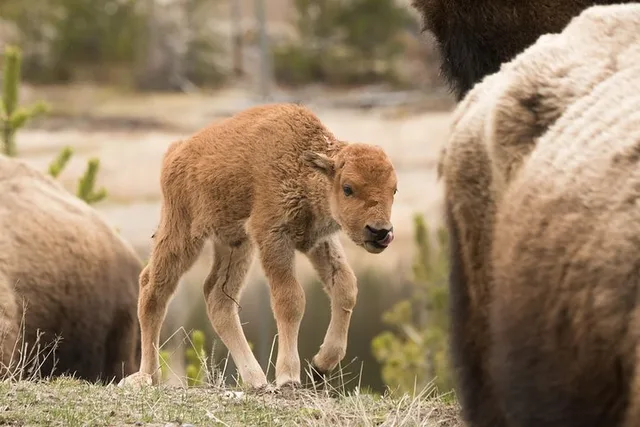 Yellowstone Wildlife Sightseeing Tour - Image 4