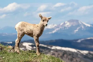 Yellowstone Mount Washburn Naturalist Day Hike