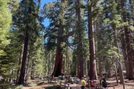San Francisco Yosemite Giant Sequoias Private Tour 13 hr thumbnail 3