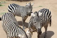 Camp Verde Wildlife Park Admission thumbnail 5