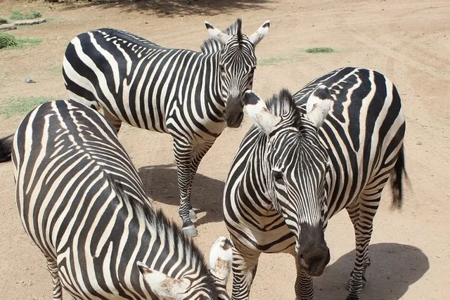Camp Verde Wildlife Park Admission - Image 5