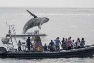 Newport Beach Whale Watching Adventure thumbnail 5
