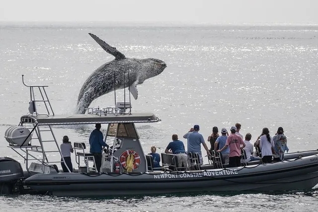 Newport Beach Whale Watching Adventure - Image 5