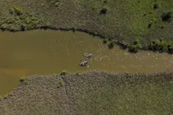 Flagler County Glass Bottom Eco Tour thumbnail 2