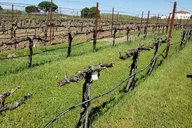 Napa Valley Cabernet Sauvignon Wine Tour thumbnail 3