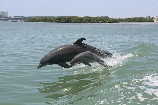 Madeira Beach Dolphin Sightseeing Cruise 1 hr - Image 4