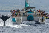 Maui Whale Watching Cruise on Sailboat thumbnail 1