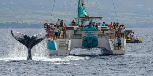 Maui Whale Watching Cruise on Sailboat - Image 1