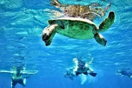 Waikiki Turtle Canyon Snorkeling Tour thumbnail 5