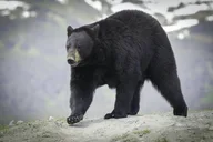 Anchorage Wildlife Tour 4 hr thumbnail 5