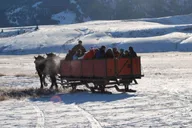 Jackson Hole National Elk Refuge Sleigh Ride thumbnail 3