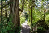 Ketchikan Old-Growth Creek Trek thumbnail 3